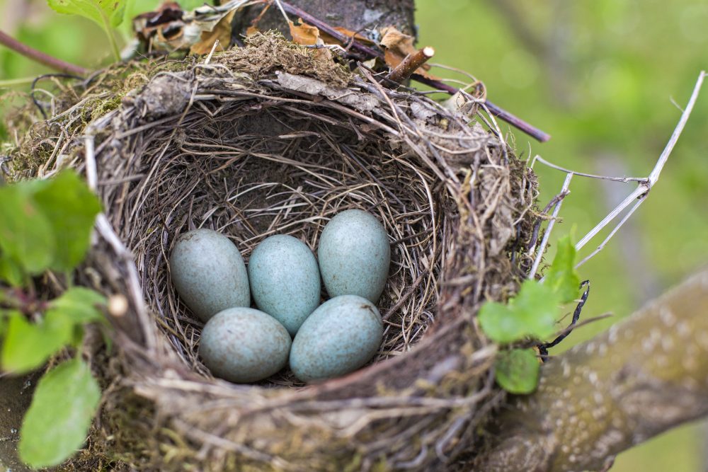 Bird's nest containing five blue eggs.