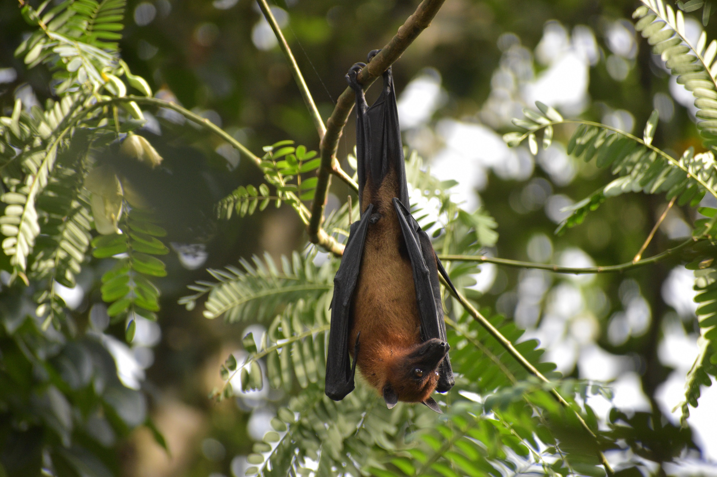 Bat hanging upside in a tree.