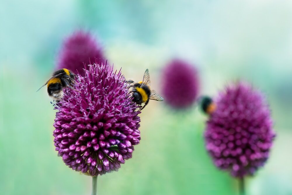 Close up of honey bees on purple allium flower heads.