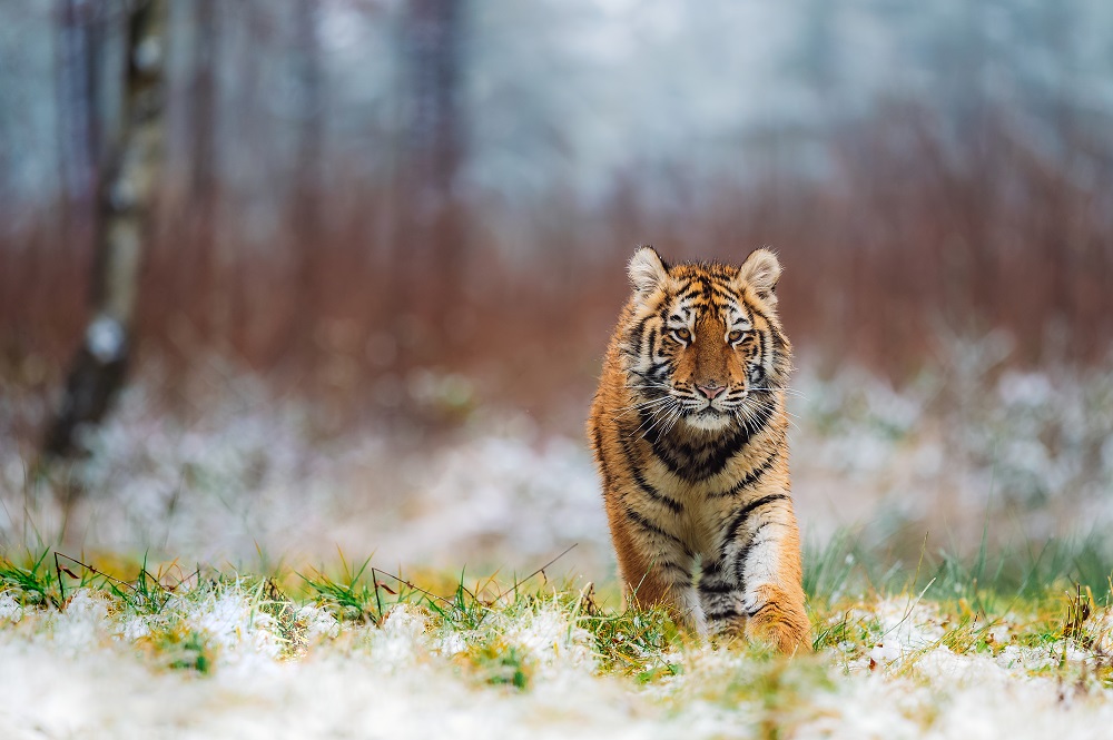 Siberian tiger on snowy grassland walking towards the viewer.