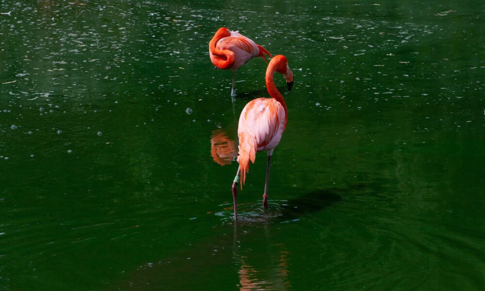 Pair of flamingos standing in green water