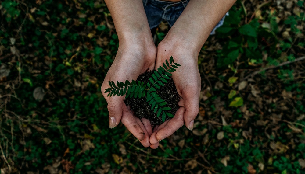 Aerial view of 2 hands holding small plant and some soil in their hands.