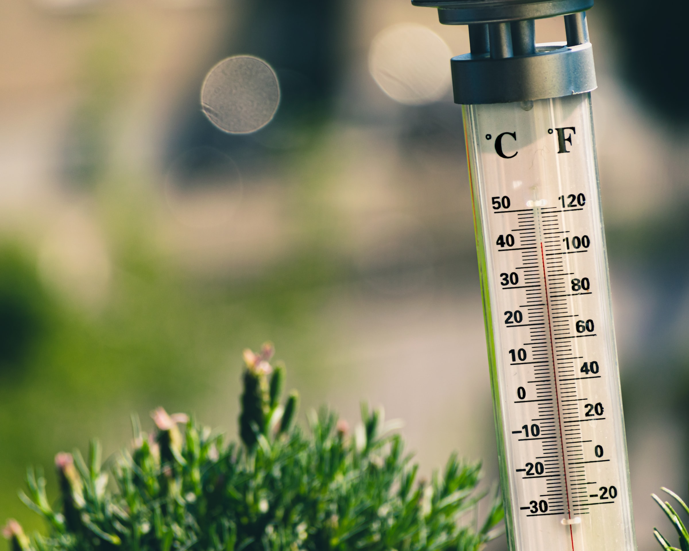 Thermometer next to a small green plant,