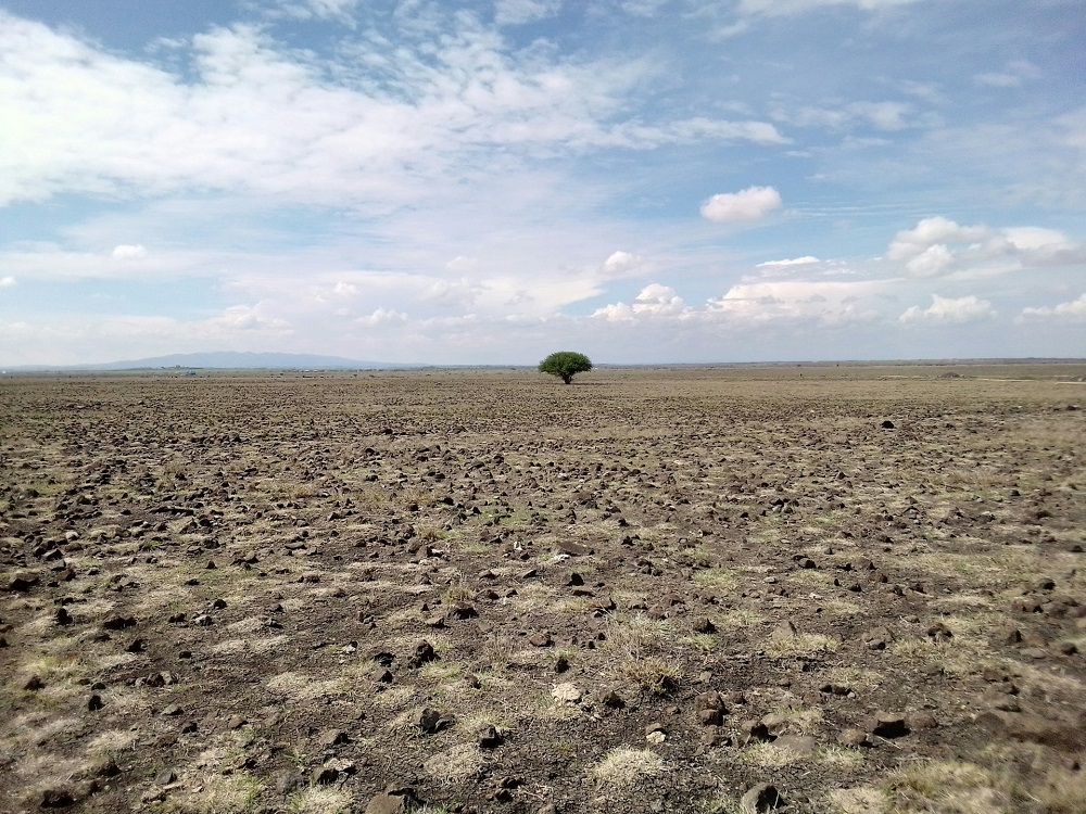 Parched dry landscape with a single tree in the middle distance. The landscape is pictured beneath a blue sky with high white clouds.